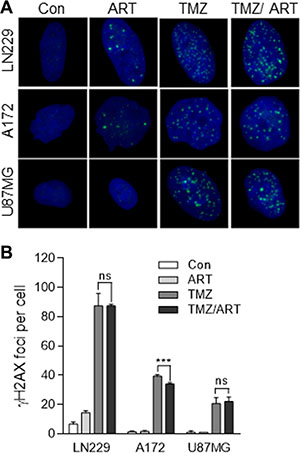 DSB formation in glioblastoma cells (LN229, A172, U87MG) following TMZ and ART.