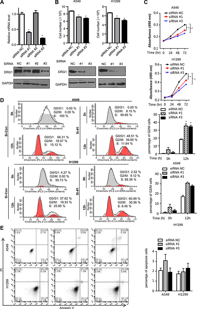 Effect of DRG1 knockdown on cell proliferation and cell cycle.