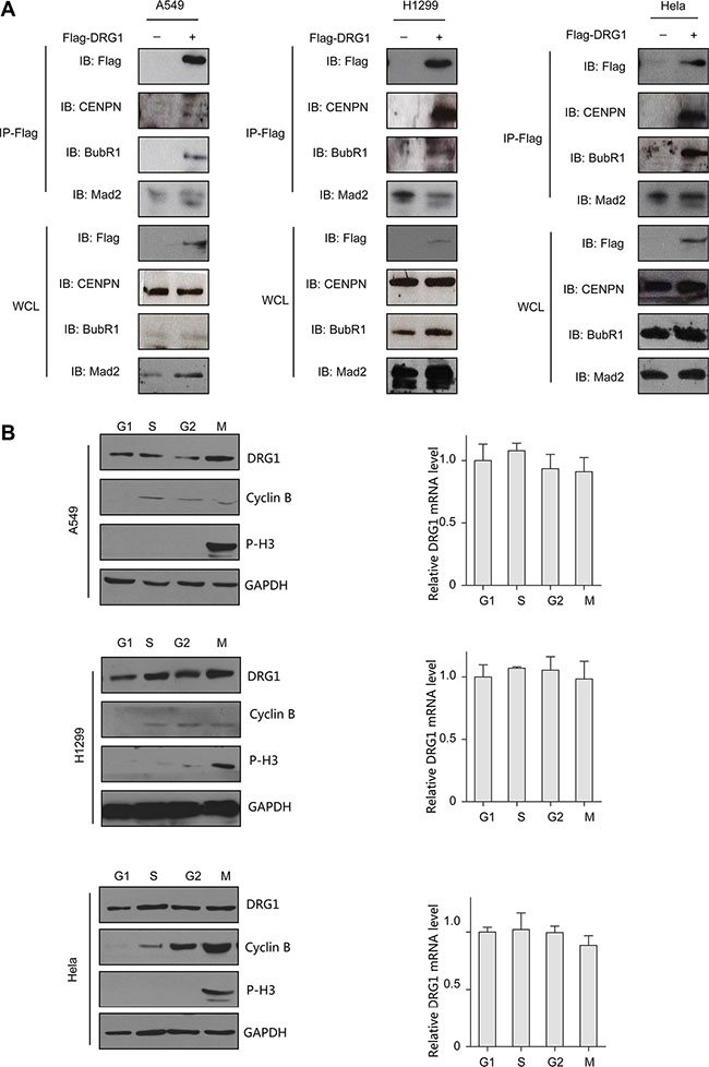 DRG1 interacts with mitotic proteins in vivo.