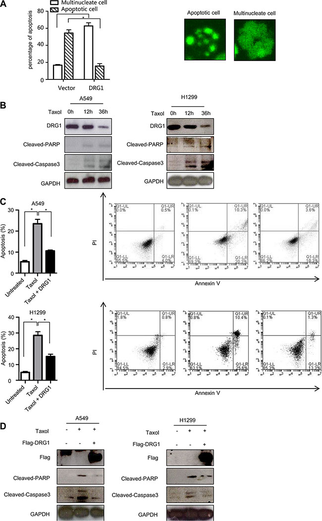 Ectopic of DRG1 decreases the apoptosis induced by taxol.