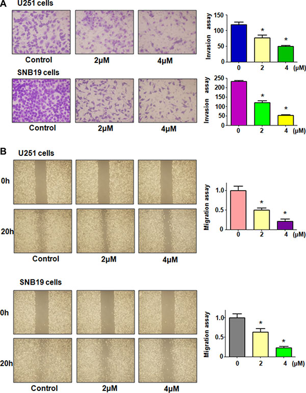 Rottlerin inhibited cell migration and invasion in glioma cells.