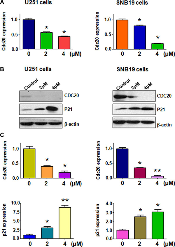 Rottlerin downregulated Cdc20 expression at RNA and protein levels.