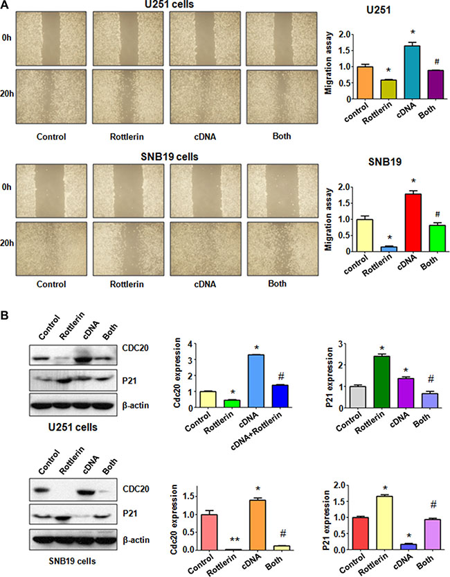 The effect of Cdc20 overexpression on cell migration in glioma cells.