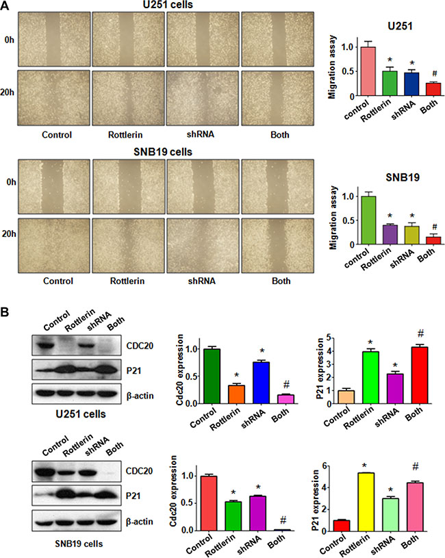 The effect of Cdc20 downregulation on cell migration in glioma cells.