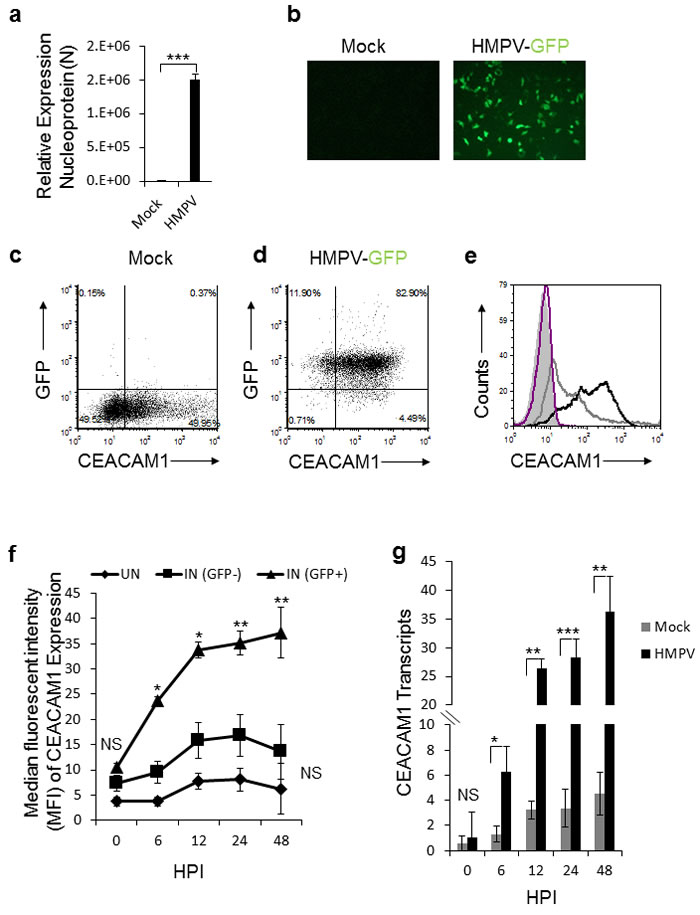 Expression of CEACAM1 in A549 cell line following HMPV infection.