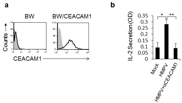 The expression of CEACAM1 on HMPV-infected A549 cells is functional.