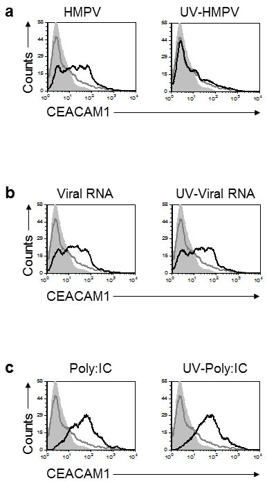 Induction of CEACAM1 on A549 cells following RNA treatments.