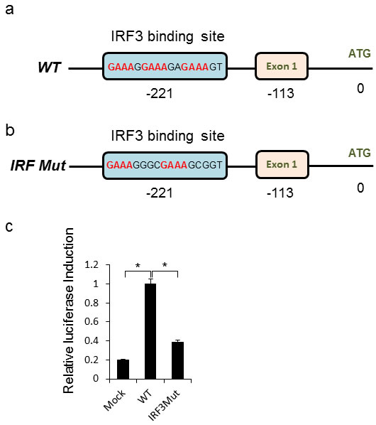 Direct IRF3 mediated induction of CEACAM1 during HMPV infection.