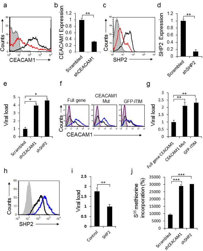 CEACAM1 inhibits HMPV infection through SHP2.