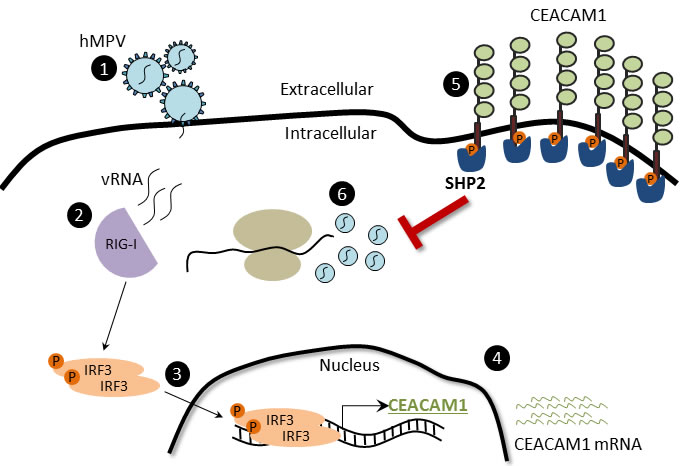 The CEACAM1-mechanism of action during hMPV infection.