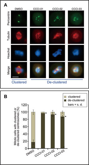 Effects of identified small molecules on spindle organization