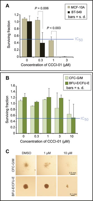 Effects of CCCI-01 in colony formation of cancer and normal cells.