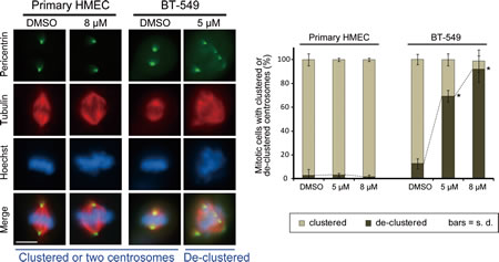 Effects of CCCI-01 on spindle polarity in BT-549 cancer cells and normal primary HMECs.