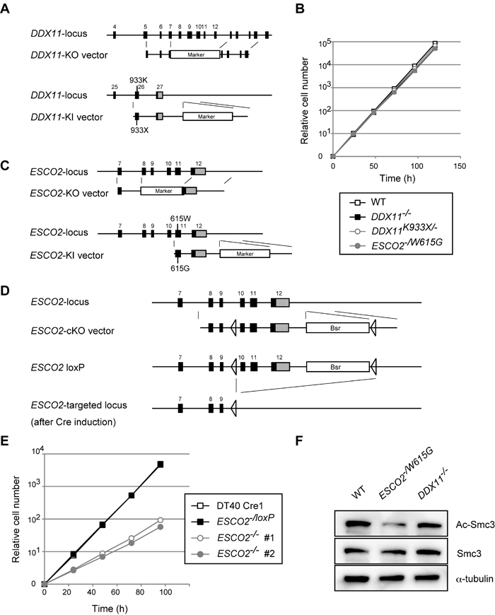 Establishment and general characterization of WABS- and RBS-model DT40 lines.