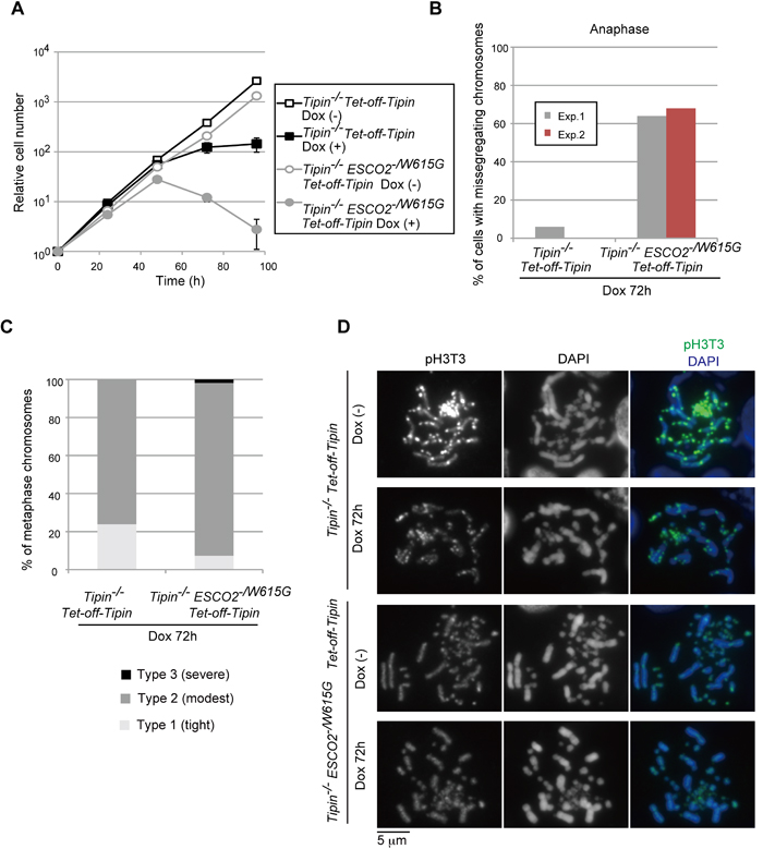 Tim-Tipin pathway is essential in