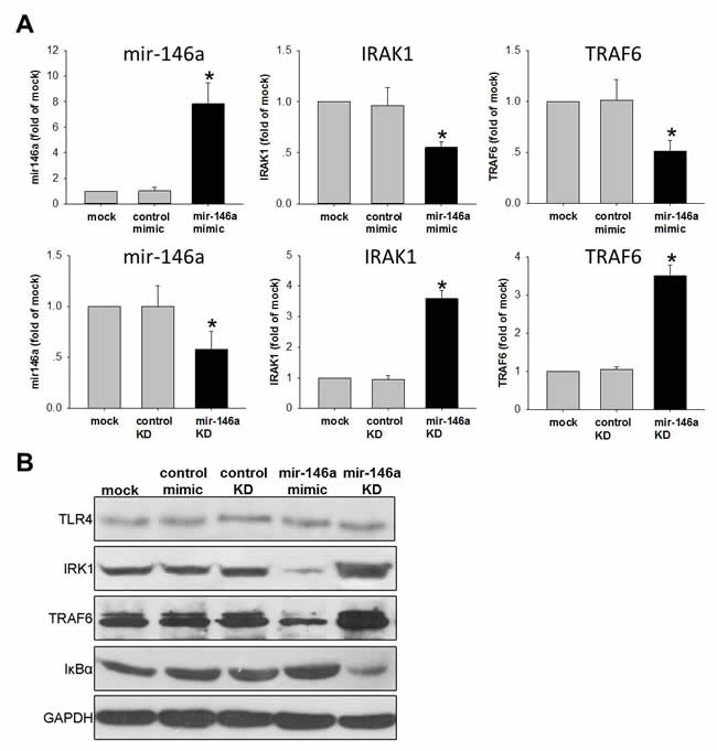 miR-146a inhibits NF&#x3ba;B pathway in human trophoblast cell line.