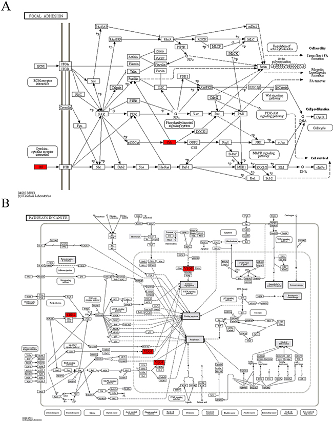 The maps of KEGG pathways that are enriched for genes of module 4.