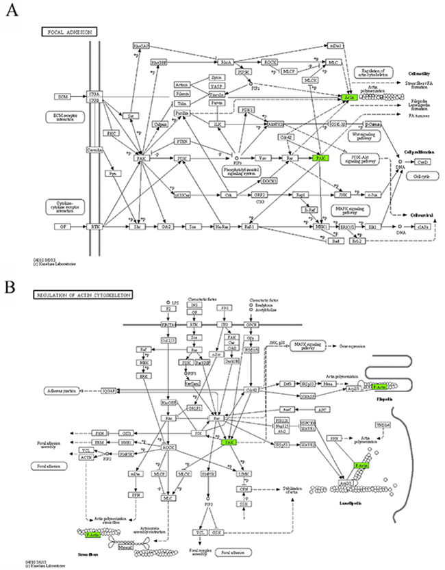 The maps of KEGG pathways that are enriched for genes of module 10.