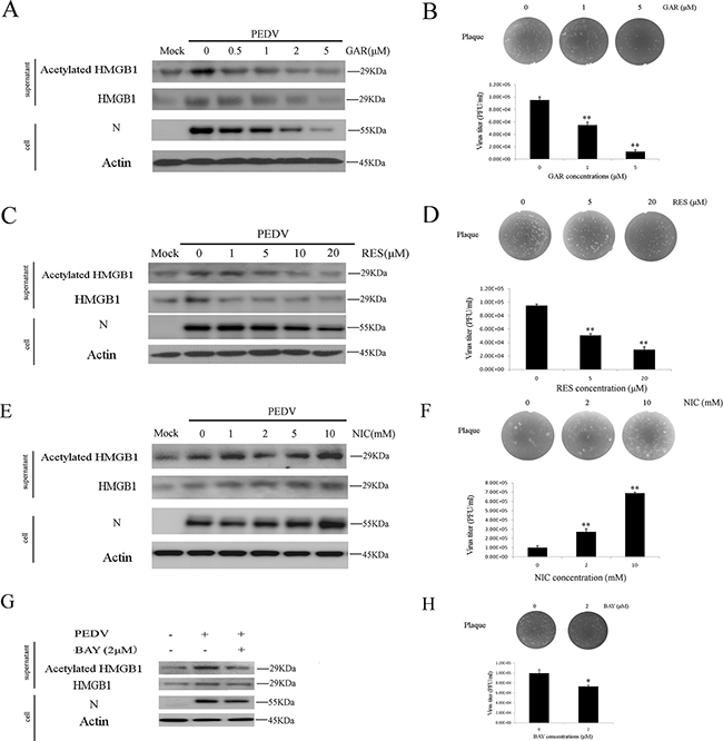 Histone acetyltransferase, SIRT1, and NF-&#x03BA;B are involved in HMGB1 acetylation.