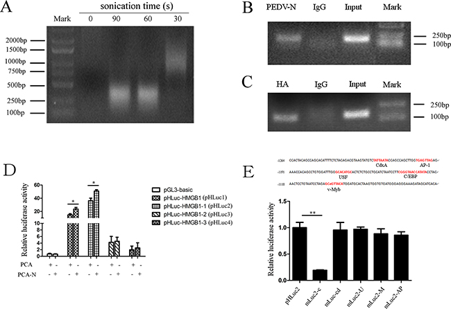 PEDV-N enriches in the HMGB1 promotor and C/EBP binding motif is responsible for HMGB1 transcription.