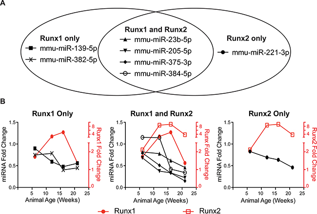 Runx-targeting miRNAs have reciprocal expression trends to Runx factors during PCa progression.