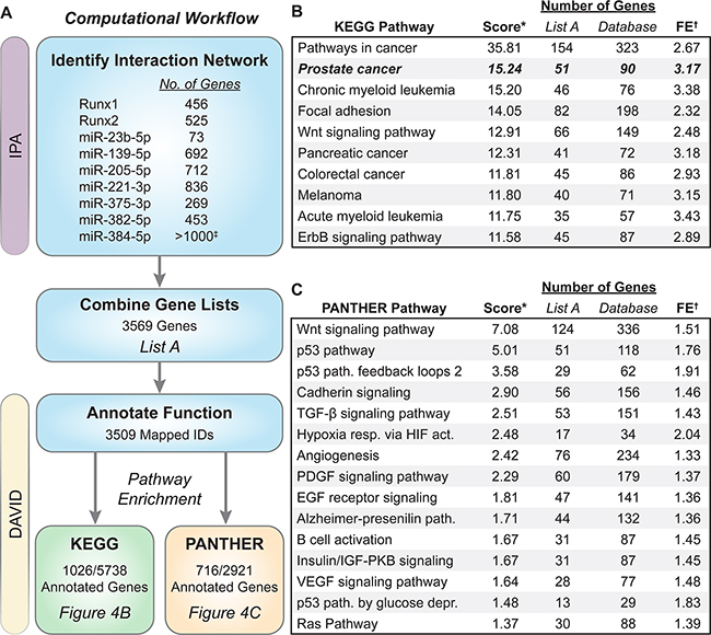 Biological pathway analysis of genes in the Runx/miRNA interaction network.