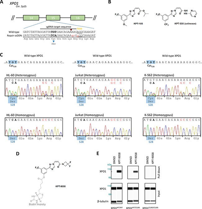 Generation of heterozygous and homozygous XPO1C528S cell lines