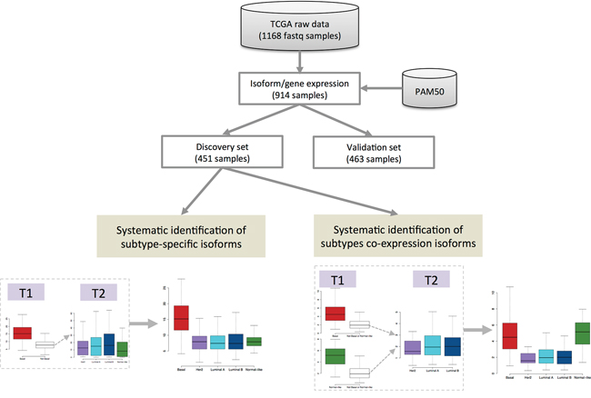 Pipeline of systematic identification of subtype-specific isoforms and subtype co-expression isoforms from breast cancer TCGA RNA-seq data.