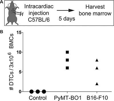 Detection and quantification of murine DTCs in syngeneic murine bone marrow.