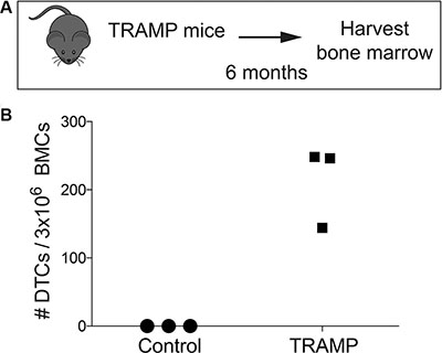 Detection and quantification of murine DTCs in transgenic TRAMP murine bone marrow.