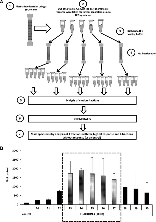 Identification of the factor(s) responsible for the migration of cells in response to highly diluted plasma.