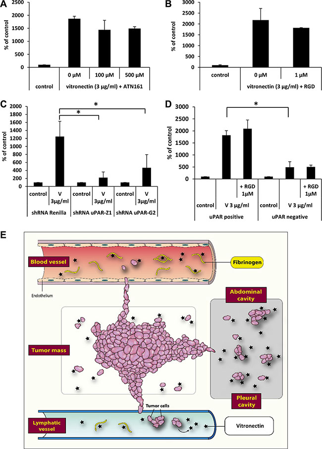 The effect of vitronectin on the migration of cancer cells.