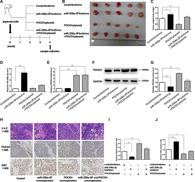 Effects of miR-208a-3p and PDCD4 on the growth of gastric cancer cell xenografts in mice.