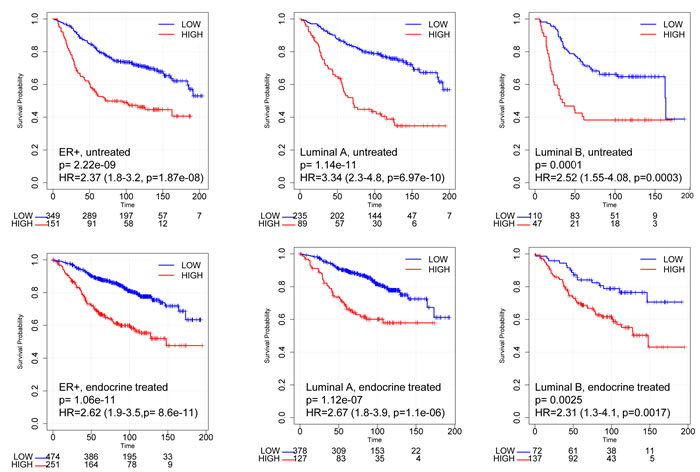 Kaplan-Meier curves according to RBsig in patients with ER+ breast cancer included in the meta-dataset.