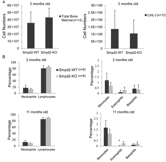 Smyd2 deletion affects neither bone marrow, nor peripheral blood cell counts.