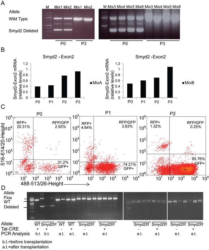 Competitive disadvantage of Smyd2-deleted leukemic cells.