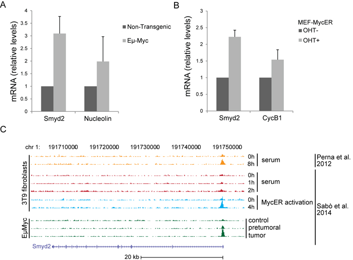 Smyd2 is a direct Myc target.