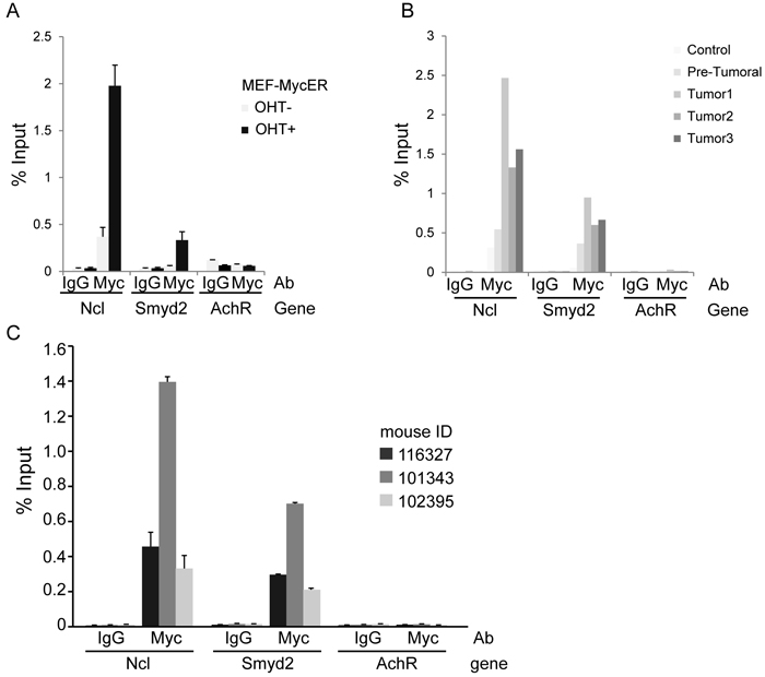 ChIP-qPCR analysis confirms binding of Myc to the