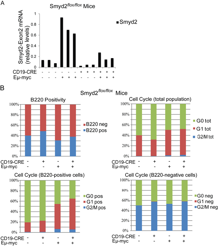 Smyd2 deletion does not affect pre-tumoral B cell expansion and cell cycle distribution in E&micro;-