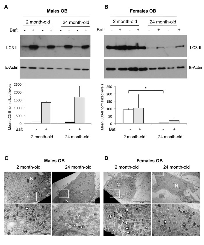 Autophagic activity in OB from young and old male and female mice.