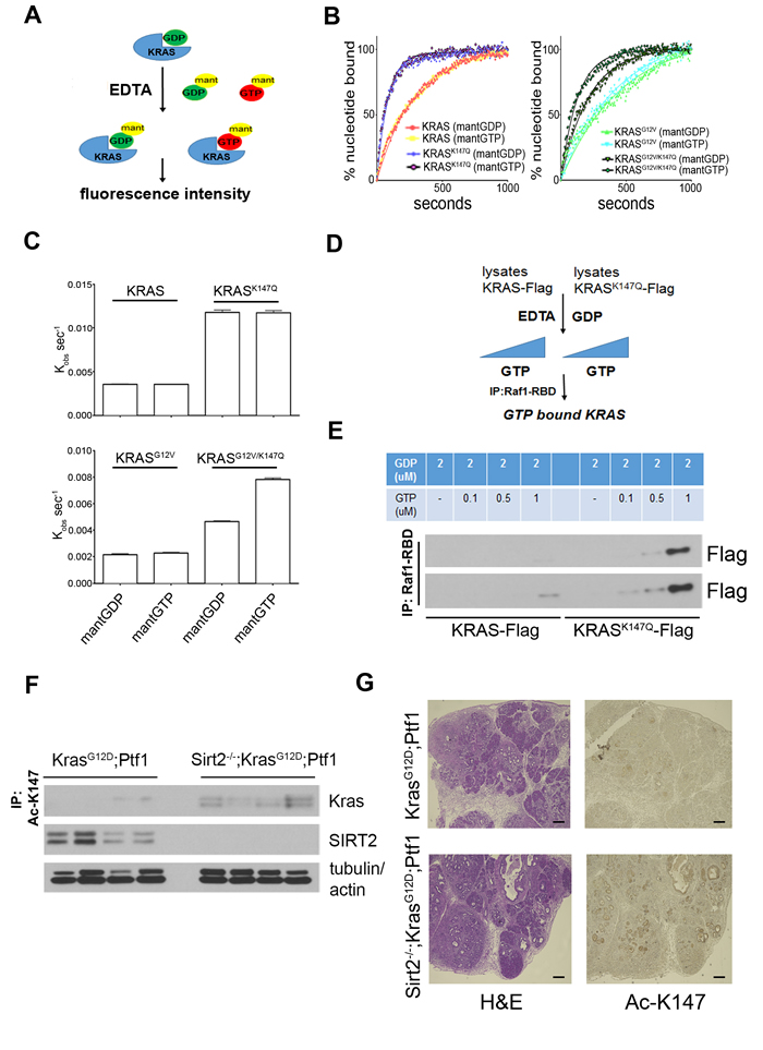 The effect of K147 acetylation on the nucleotide exchange rate along with its detection