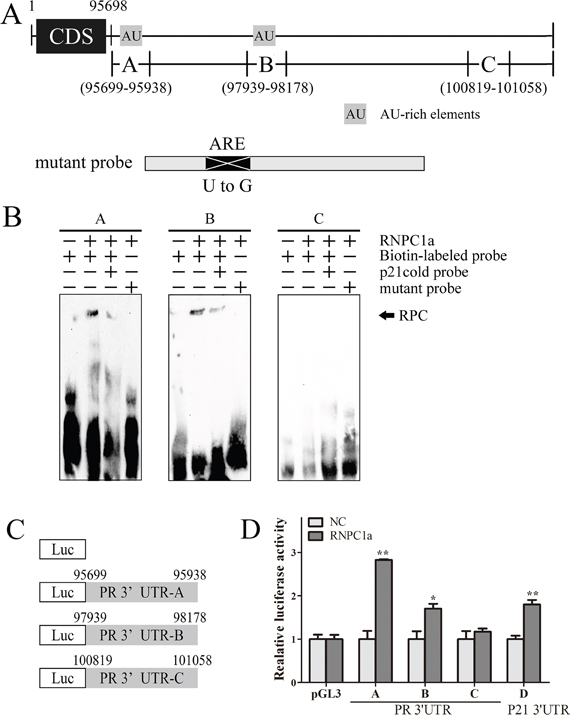 Multiple regions in the PR 3&prime;-UTR were bound by RNPC1.