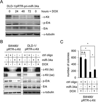 Ectopic c-Kit overrides miR-34a-dependent inhibition of Erk signaling and colony formation in soft agar.