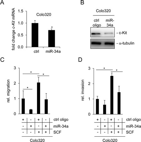 miR-34a inhibits basal and SCF-induced migration and invasion of Colo320 cells.