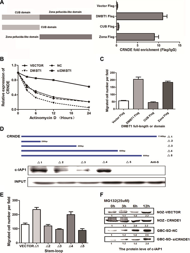 The binding form in DMBT1-CRNDE-c-IAP1 complex.