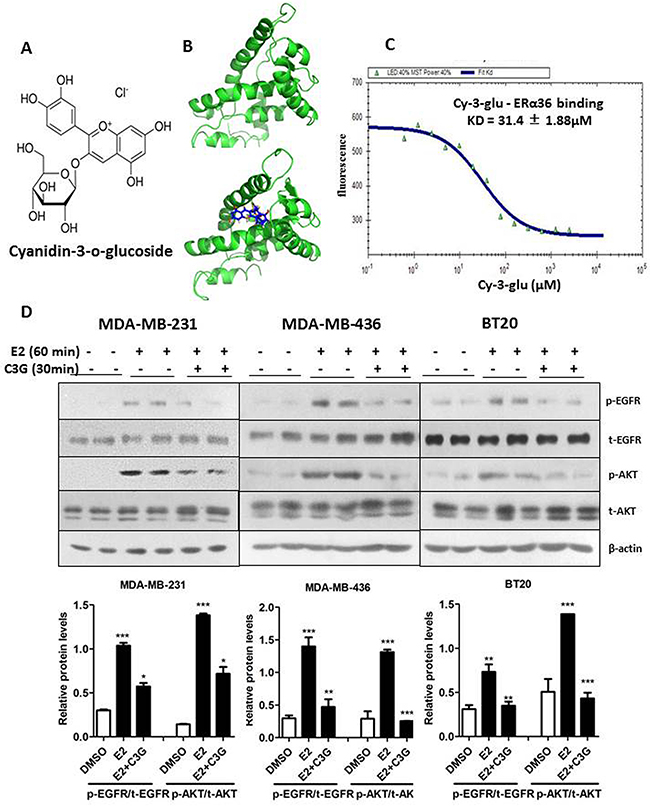 Cy-3-glu binds to LBD of ER&alpha;36 directly and inhibits its signaling pathway in TNBC cells.