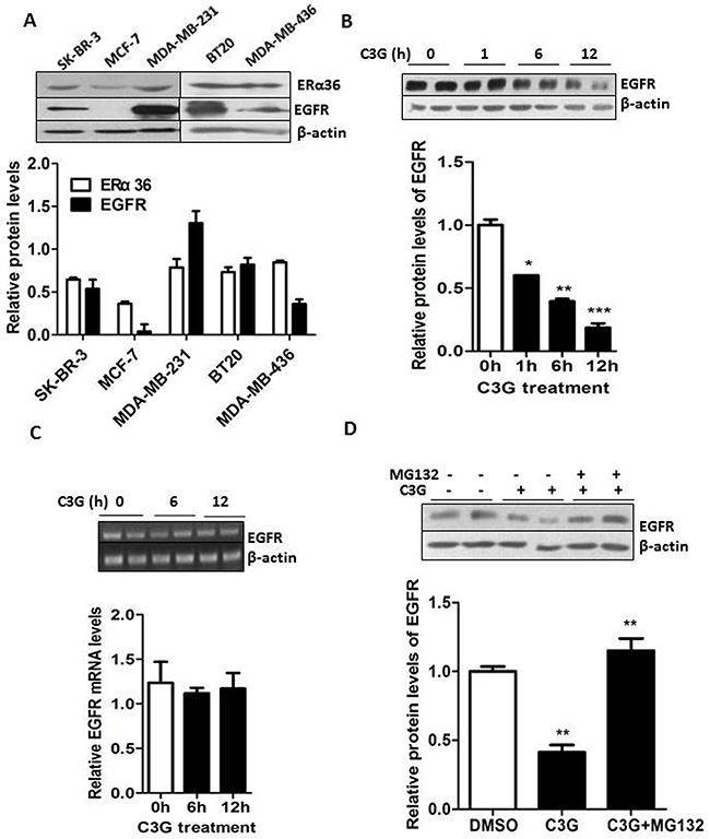 Binding of Cy-3-glu to the LBD of ER&alpha;36 leads to degradation of EGFR through the proteasome system in MDA-MB-231 TNBC cells.