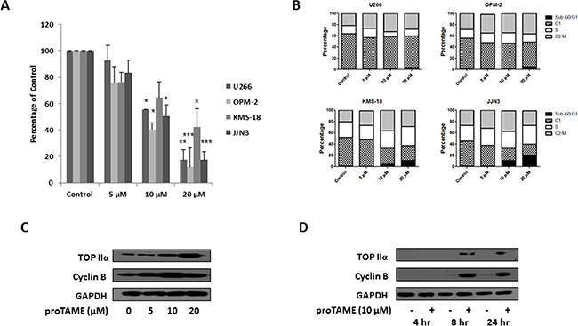 Inhibition of the APC/CFzr and APC/CCdc20 in MM cell lines with proTAME.