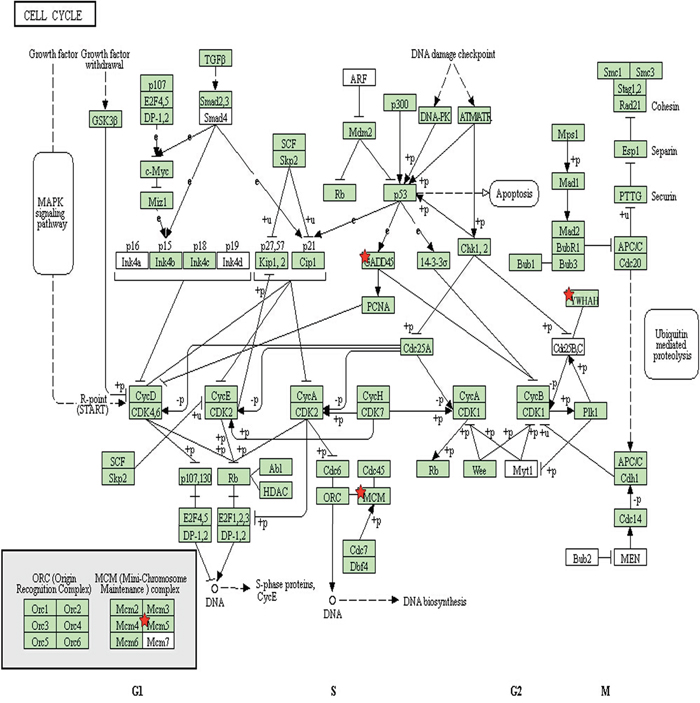 Signaling pathway analysis of proteins involved in the cell cycle.