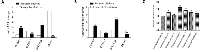 Validation of four differentially expressed genes identified by RNA-Seq with qPCR and identification of GADD45&#x03B2; expression in randomly selected chickens by qPCR.